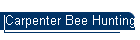 Carpenter Bee Hunting